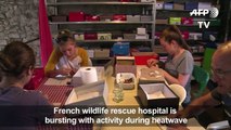 Wildlife hospital inundated with animals after June heatwave