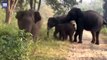 Irate elephants attack tourists on safari in India