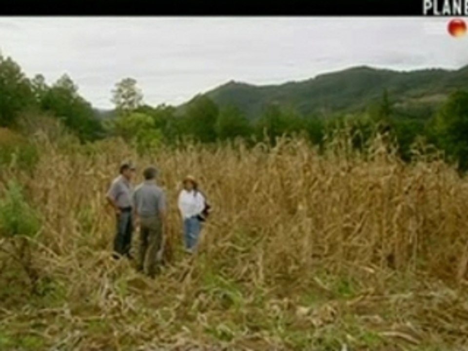 biodiversité du maïs au Mexique