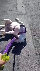 Ce chien n'a aucune intention de se promener