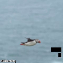 Con picos coloridos y vuelos elegantes, el frailecillo llega a costas británicas para reproducirse