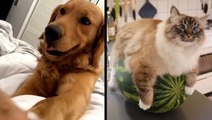 Animals And Their Adorable Quirks