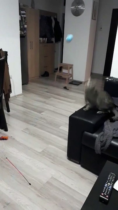 Cat Plays Catch