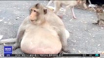 [뉴스터치] 몸무게 27kg 초고도비만 원숭이 보호소 탈출 뒤 실종