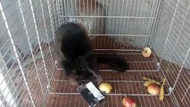 Após denúncia, PM Ambiental localiza macaco prego que era mantido em cativeiro em Toledo