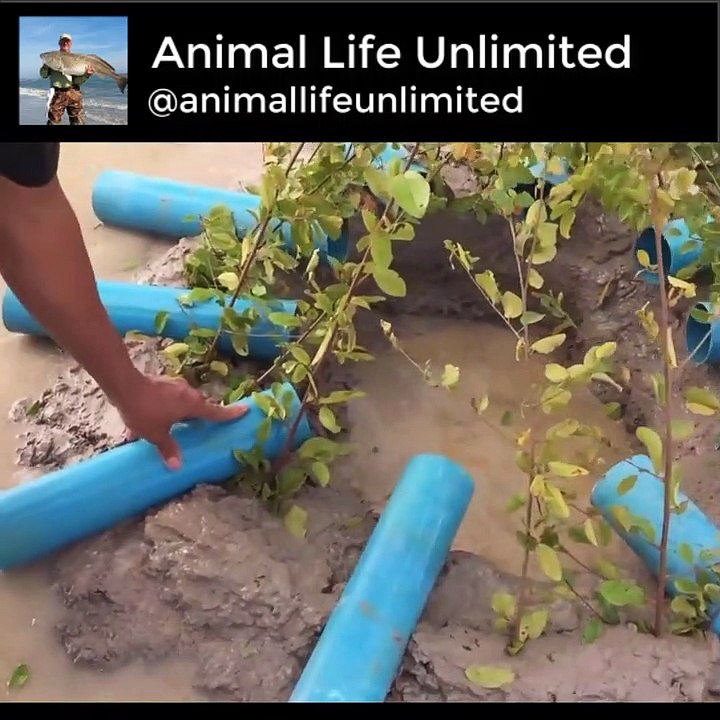 The first Trap Can Catch Alot of fish By 11 PVC Pipe With deep Hole in water