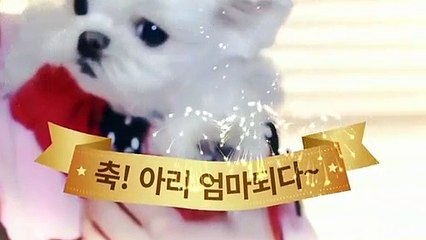 충주출장안마 ト출장샤워う ｛카톡MOK66} 충주전지역출장안마 충주오피걸 충주출장샵 충주출장안마 충주콜걸샵 출장마사지→☞≪