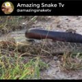 Pertarungan cape cobra vs puff adder snake!