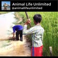 Wow! Smart Man And Boy Catch A Lot Of Fishes In Rice Field By Deep Two Hole Fish Trap