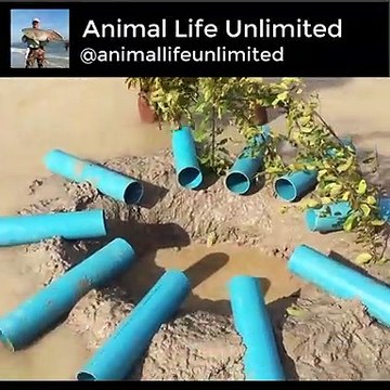 The first Trap Can Catch Alot of fish By 11 PVC Pipe With deep Hole in water