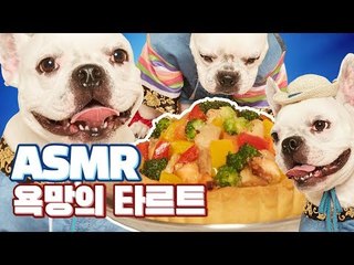 강아지 연어치킨타르트 리얼사운드 먹방!!