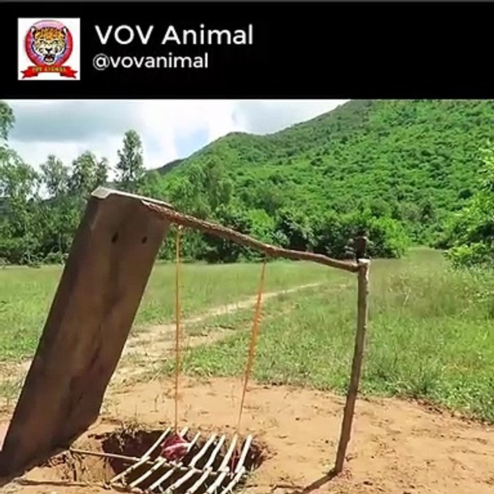 Primitive Technology Tiger Trap by deep hole And Big Wood Board