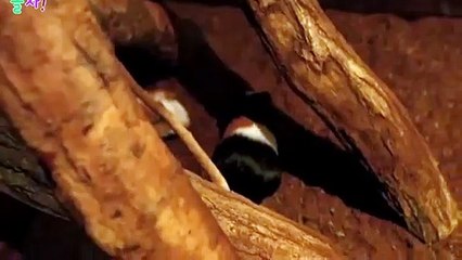 의성출장안마 ト출장샤워う ｛카톡MGM1472｝ 의성전지역출장안마 의성오피걸 의성출장샵 의성출장안마 의성콜걸샵 출장마사지りるれ