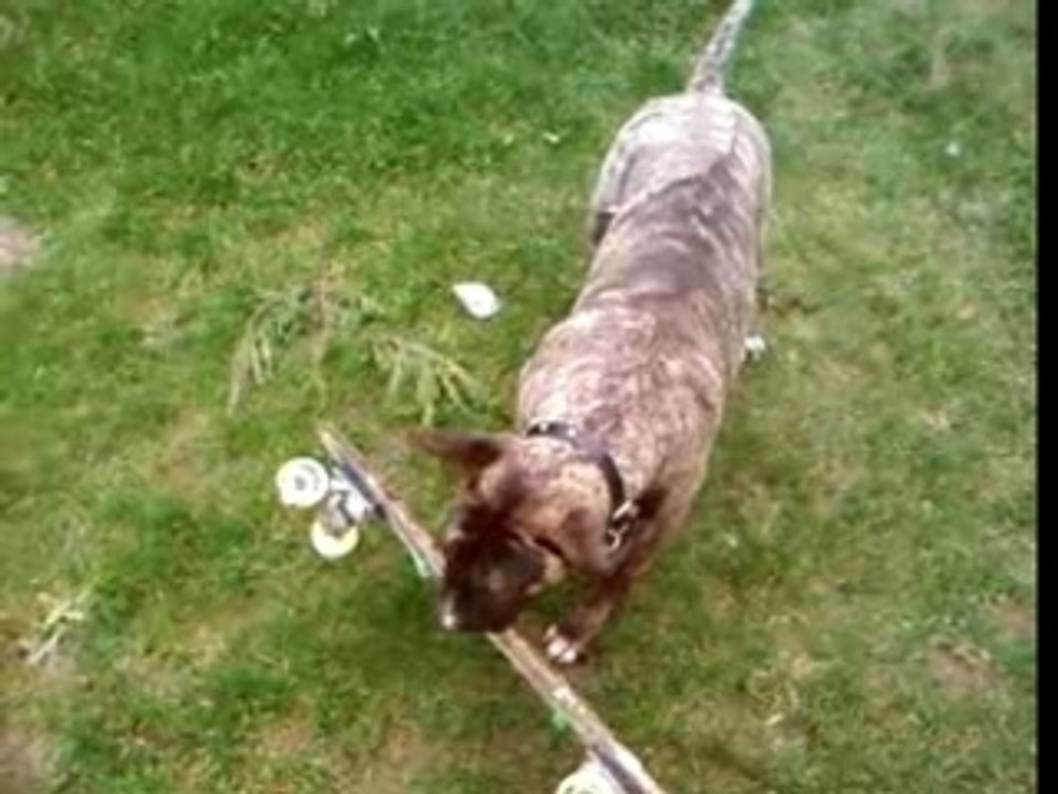 Bull terrier