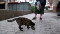 Ölen yavrusunun başından ayrılamadı..Anne sokak kedisinin yürek sızlatan görüntüsü kamerada