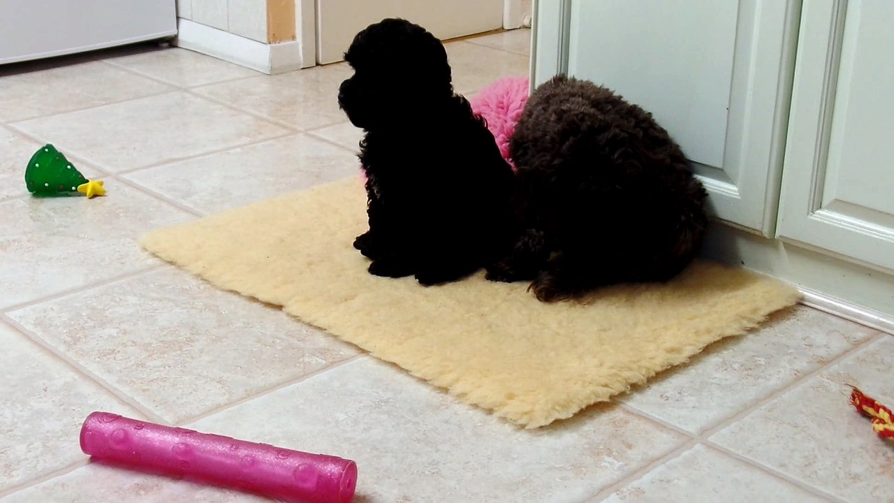 New Puppy