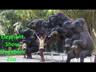 കരിവീരന്മാരുടെ കുസൃതികള്‍ - Elephant Show in Singapore Zoo
