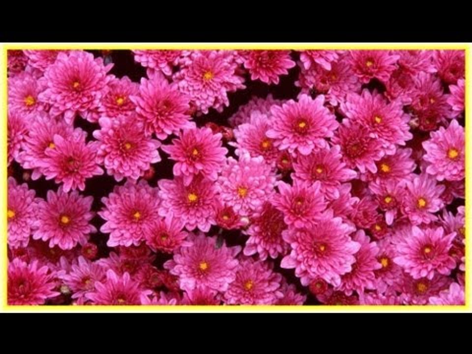 Super Mappilappattu of Moinkutty Vaidyar sung by Markose