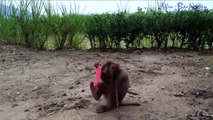 Monkey in Mirrors - Animals in Mirrors Hilarious Reactions