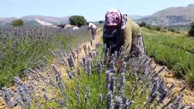 Türkiye'nin en büyük adası lavanta kokacak (2)