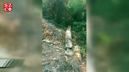 Milli parklardan ‘habersiz’ ormana yol açtılar