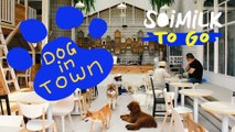 Soimilk To Go: Dog In Town Ari
