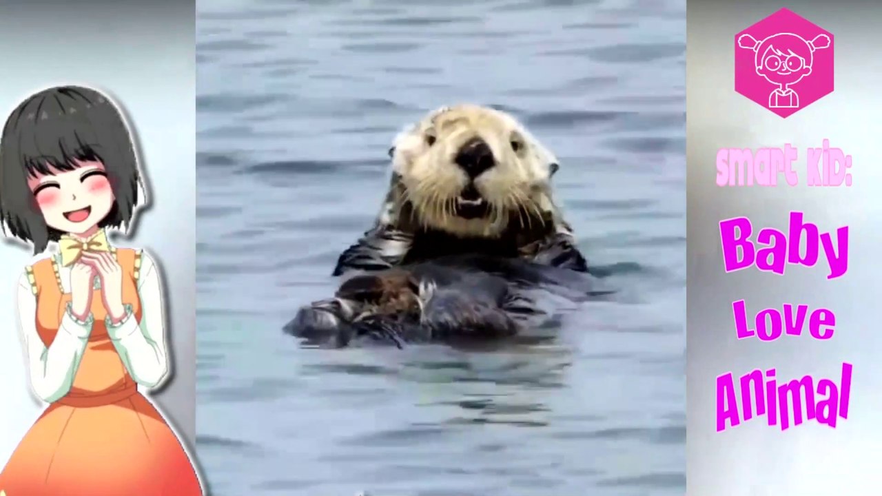 Animaux mignons bébés  Vidéos Compilation mignonne  - Soo Cute! #1