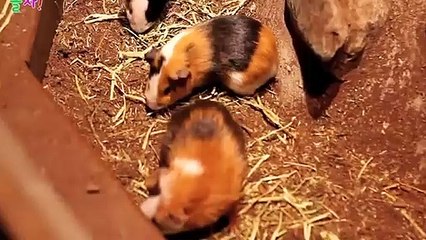평택출장안마 -후불100%ョØ1ØE7362E3210｛카톡RQ43｝ 평택전지역출장안마 평택오피걸 평택출장마사지 평택안마 평택출장마사지 평택콜걸샵タダチ