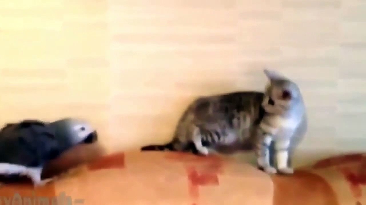 Komik hayvanlar, Kedi ve Papağan komik