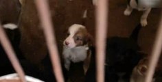 Çernobil'in yaşam mücadelesi veren köpekleri