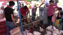 Canlı tavuk pazarı yoğun ilgi görüyor