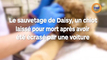 Le sauvetage émouvant de Daisy, un chien errant