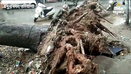 आंधी के कारण शहर में कई जगह पेड़ उखड़े