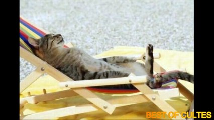 Quand les chats dorment dans positions bizarres !