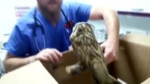 Boynuzlu baykuş tedavisinin ardından doğaya salındı