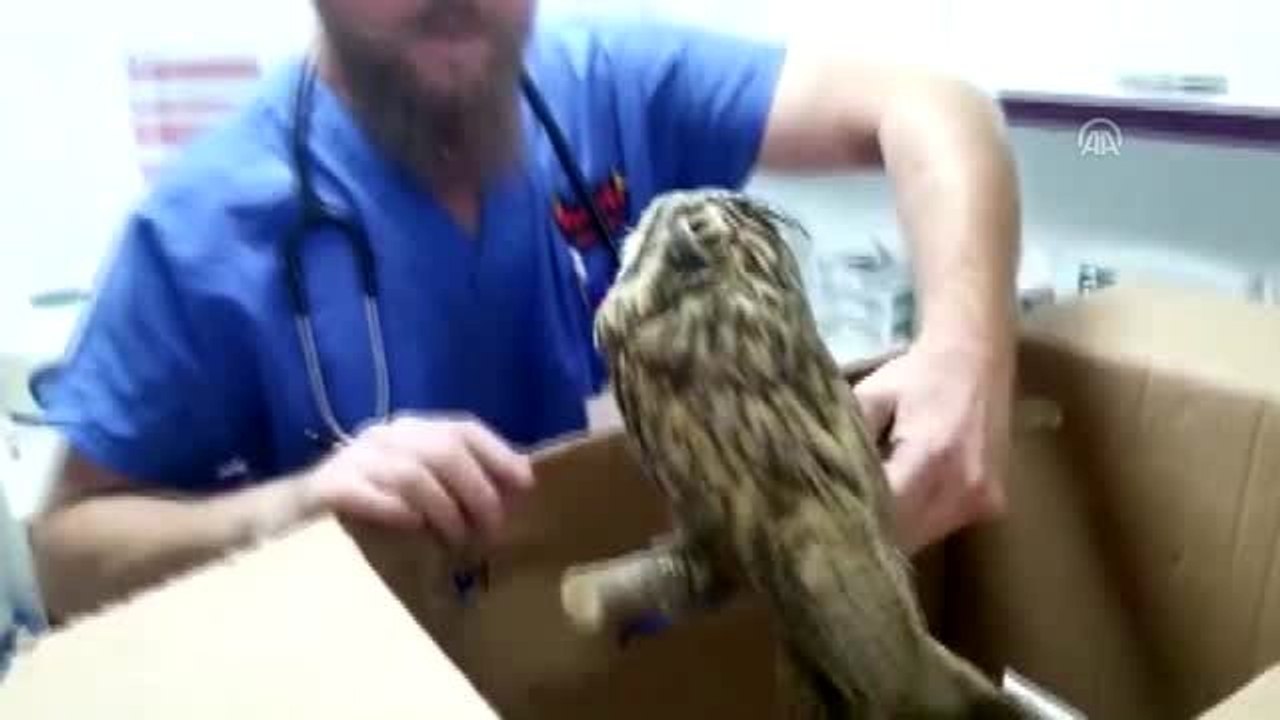 Boynuzlu baykuş tedavisinin ardından doğaya salındı
