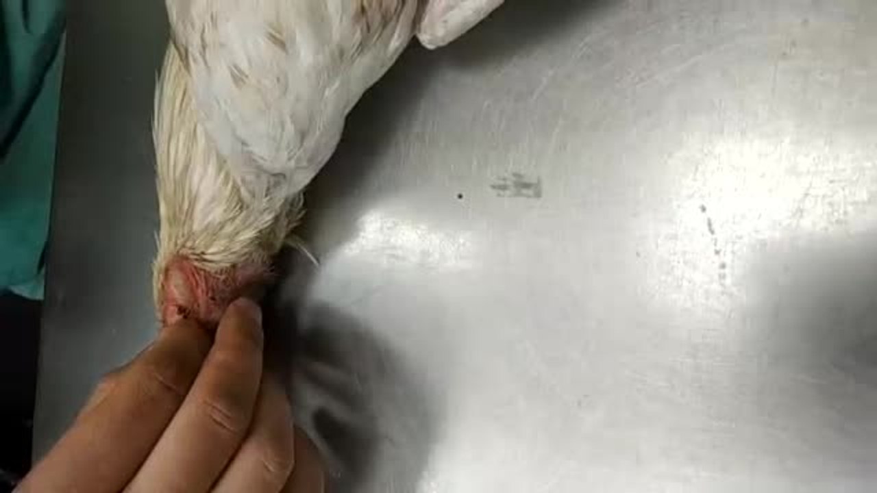 Las víctimas del incendio de Cadalso: miles de animales muertos y heridos