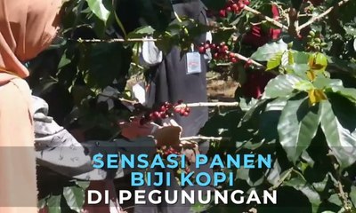 Sensasi Panen Biji Kopi di Pegunungan