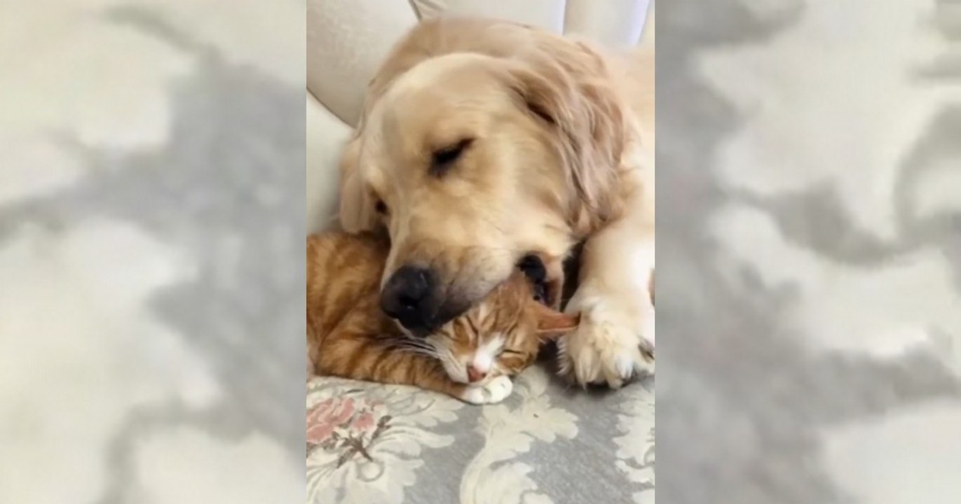 Il s'endort avec le chat entre ses crocs