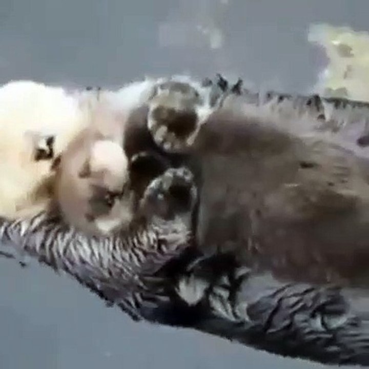 Juste quand on pense que les animaux ne pourraient pas être plus mignons. Observez ce bébé loutre blottit contre sa mère flottante !