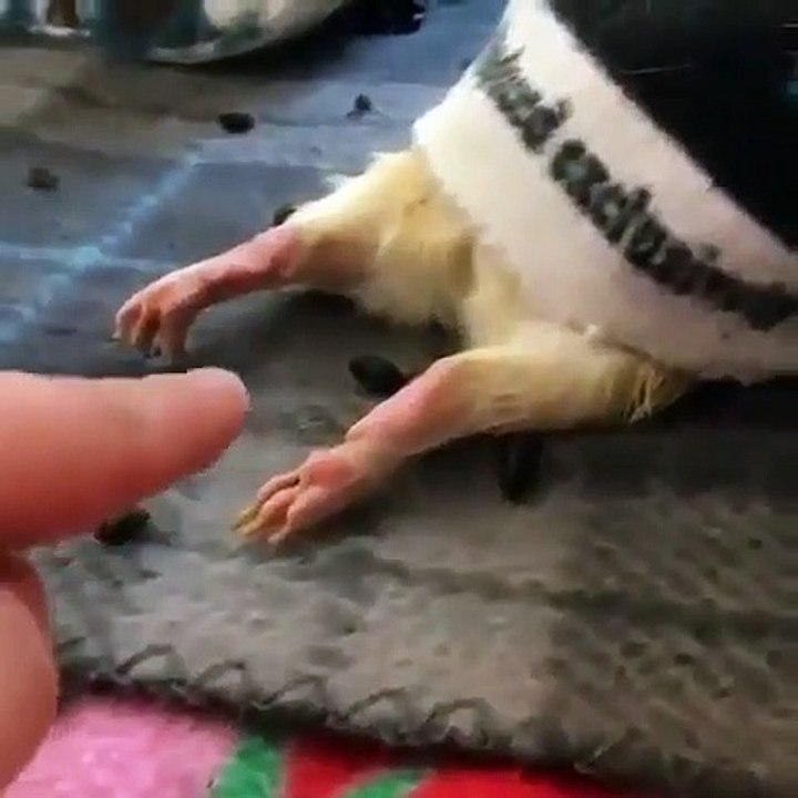 Ce cochon d'Inde n'aime pas qu'on lui touche les pattes. Trop drôle !