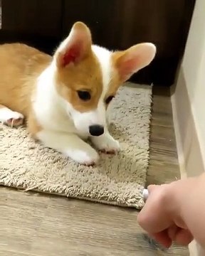 Ce chiot a trouvé un nouveau jeu excitant dans la maison. Regardez sa réaction !