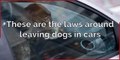 These are the laws around leaving dogs in cars
