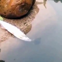 Une Tortue sauve un poisson! Avez-vous déjà vu ça ? A voir absolument !!
