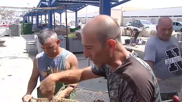 Los pescadores gaditanos están desesperados por un alga invasora