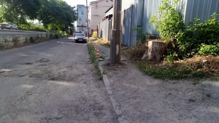 Car Horn Calls Cats
