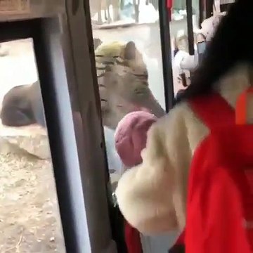 Quand un ours très curieux s'approche d'un bus de touriste, voici ce qui arrive !