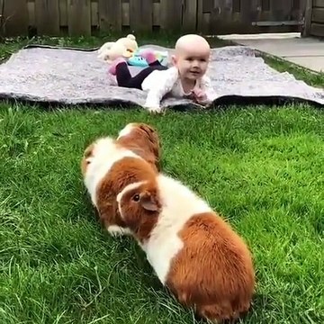 Les cochons d'Inde rendent visite à bébé Livia. Trop chou !