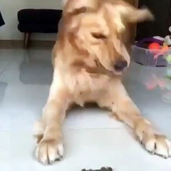 Cette scène d'un Chien contre un fidget-spinner est à mourir de rire !