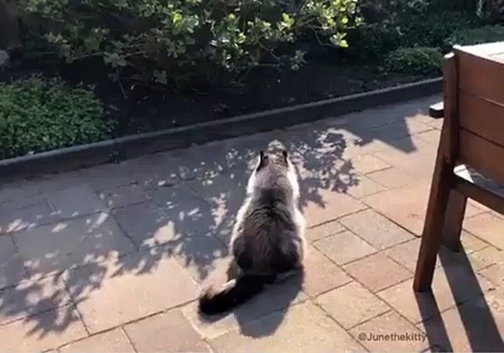 Regardez ce drôle de duel entre deux chats. Hilarant !